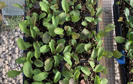 Spring Plant Sale (2)