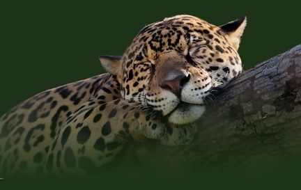 Journey of the Jaguar