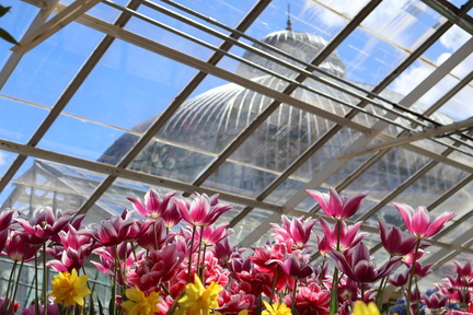 Spring Flower