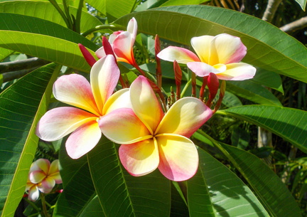 Paradise-in-Bloom-Plumerias-Photo