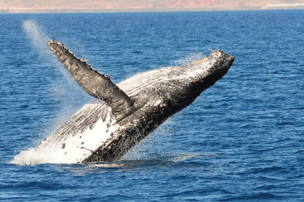 whale-super-highway