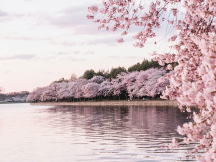 Spring Sake Festival