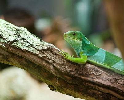 reptile