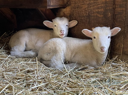 Sheep Shearing &amp; Fiber Arts Festival 2025