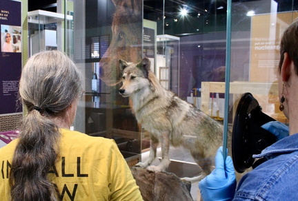 Legacy of Anna the Wolf
