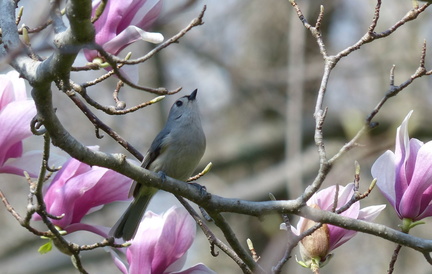 Spring Bird Walk