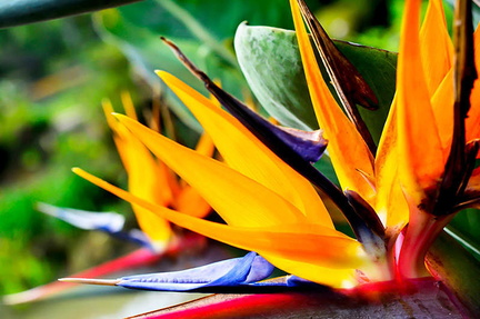 Tropical Plant Show.v1