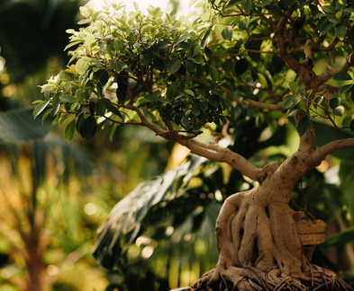 Iowa Bonsai Association Spring Show &amp; Sale