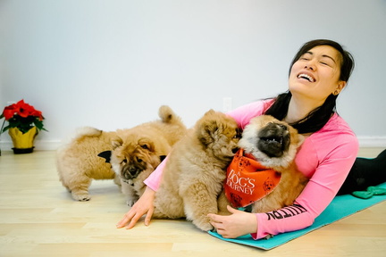 yoga-kawa-puppy-yoga