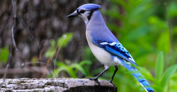 2025-event-birding