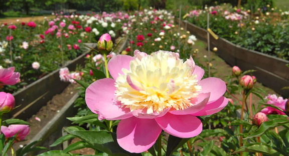 Festival of Peonies in Bloom