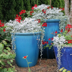 Porch Pots