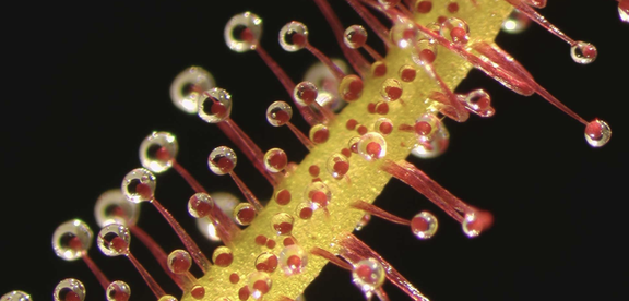 Magnified