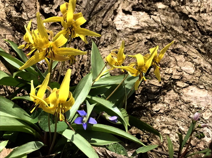 Wildflower Weekend
