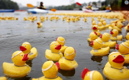The Great Ilkley Duck Race 2025