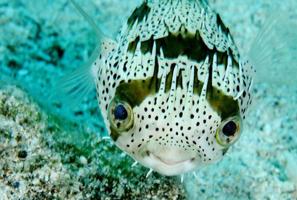 Great Underwater Faces Expo