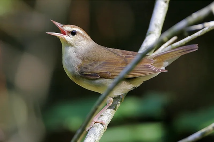 Swainson's+Warbler