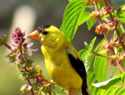 BirdGoldFinchArboretum 183263AB-D81A-257E-044A68F43E7D9860 1836a0b9-a260-e7b5-a225cad696141d79