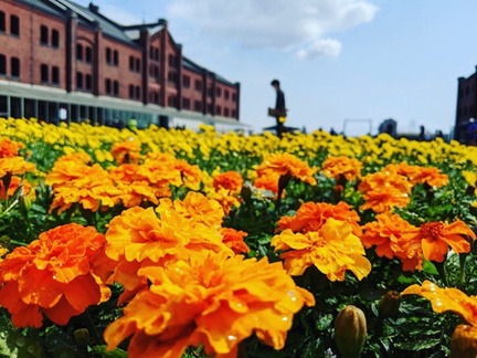 Flower Garden.v1