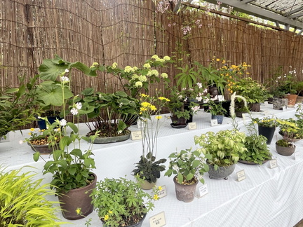 Spring Wildflower Exhibition