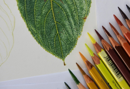 Colored Pencil Botanical Art Experience