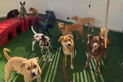 Camp Bow Wow