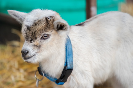 Baby Animal Days