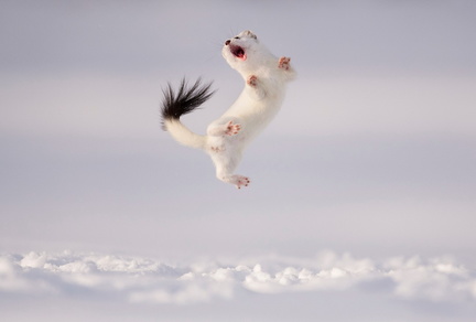 Wildlife Photographer of the Year 60