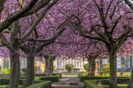 Cherry Blossom Festival