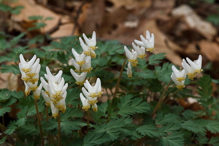 Plant ID Slow Hike - Spring Ephemeral Edition.v1