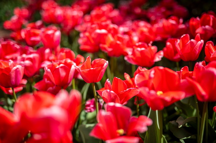 Tulip Festival ...