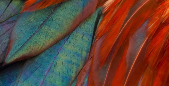 Handmade-Feather Art