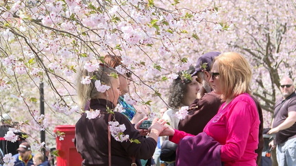 ?url=http%3A%2F%2Fewscripps-brightspot.s3.amazonaws.com%2Fda%2Fbf%2F90e25acf4a4eb6756dc27c8f237a%2Fcherryblossom