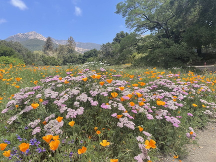 yarrow-meadow-1536x1152
