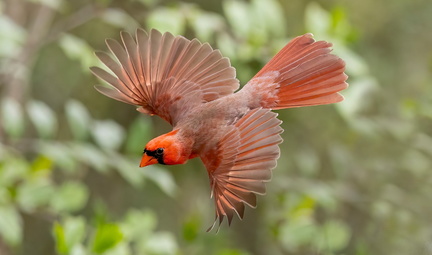 23rd Annual FeatherFest Birding and Nature Photo Festival