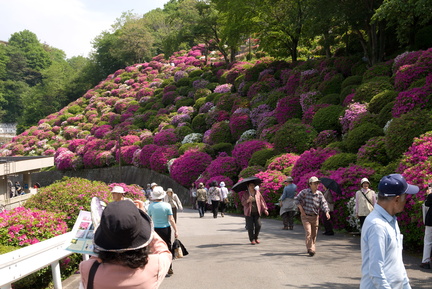 Keage Azaleas