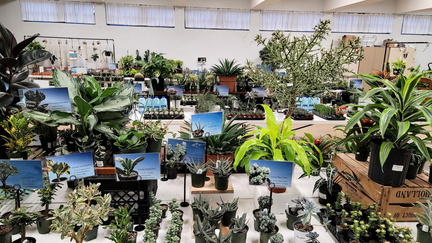 The Succulent &amp; Tropical Plant