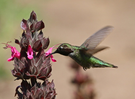 SBBG BD 11700 HummingbirdSage Metzger