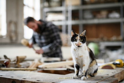 Pot Painting with Kitties