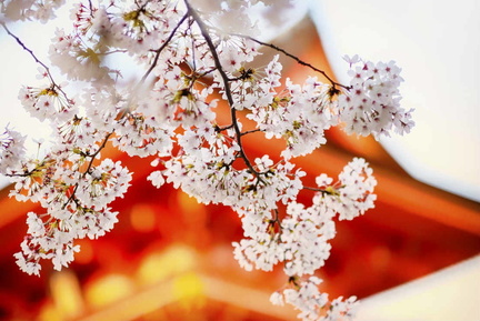 cerisier-printemps-hanami_2