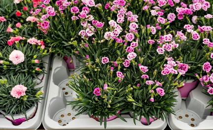 spring plant