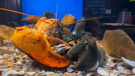 Aquarium Feeding Frenzy