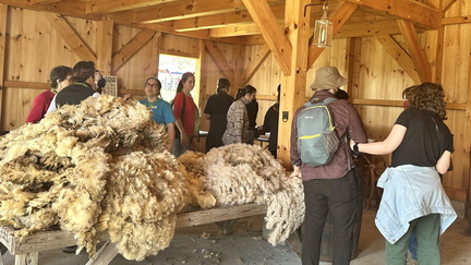 Sheep Shearing Festival