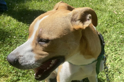 Spring Adoptathon