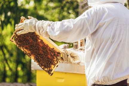 Bee Class with Jim Loughrie