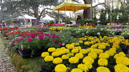 Mostra mercato piante e fiori