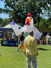 Spring Chicken Festival