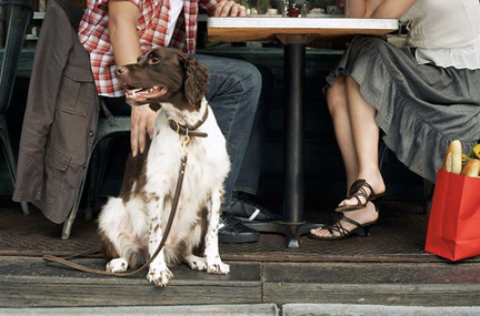 Dining with Dogs