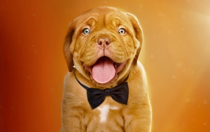 NY Cat &amp; Dog Film Festival Tour
