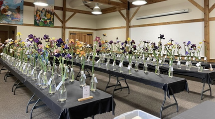 2025 Late Iris Show